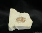Nice inch Oklahoma Kettneraspis Trilobite #719-2
